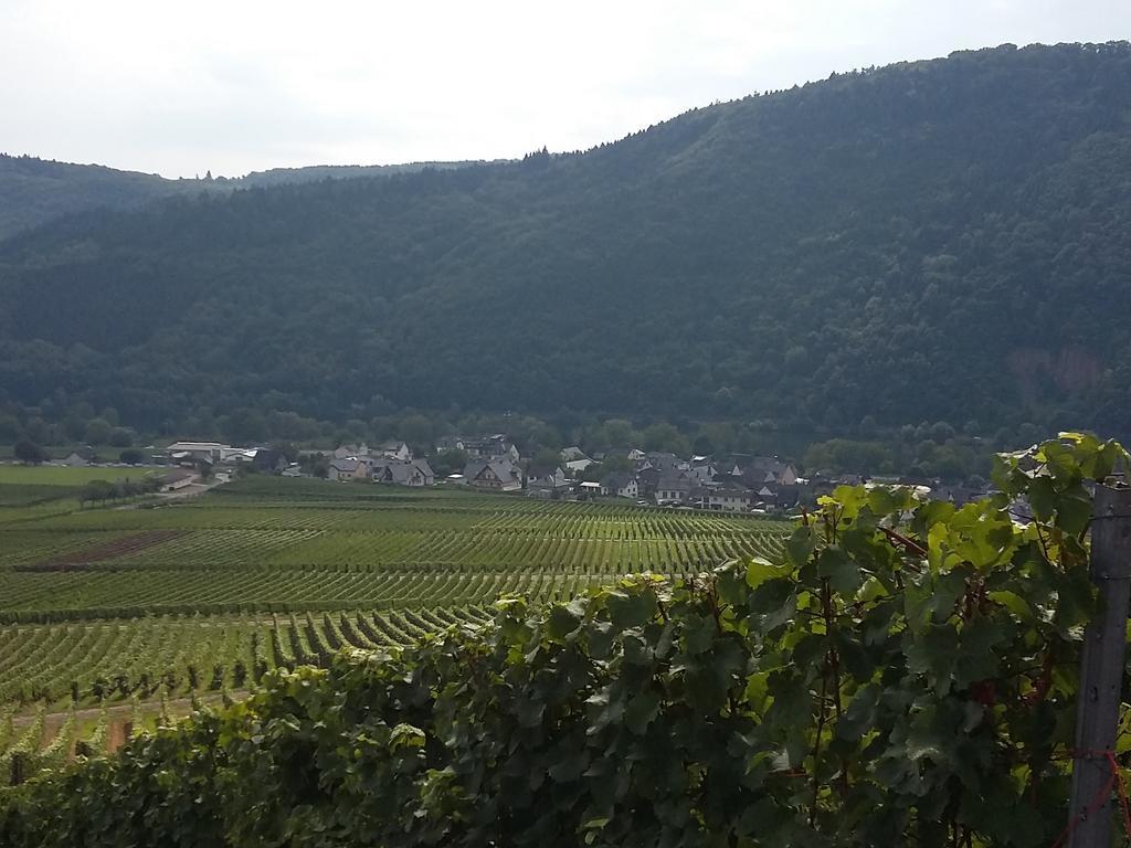 Ferienhaus "Anne" Und Weingut Willi Fett Hotel Ellenz-Poltersdorf Bagian luar foto